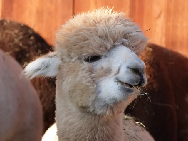 Die neugierigen Alpakas begrüßten die Besucherinnen und Besucher schon beim Betreten des Geländes.  | Foto: Vanessa Wittmann