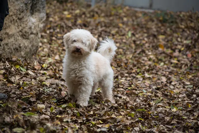 Der anspruchsvolle, 2014 geborene Havaneser-Mischlingsrüde Cookie benötigt bei Menschen eine Kennenlernphase und ist mit Hunden verträglich. | Foto: TSA