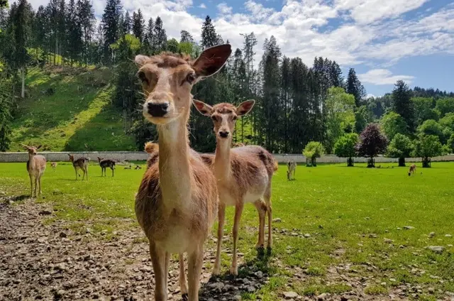 Der Tierpark Rosegg zieht viele Tagestouristen an. "Denen muss man auch etwas bieten können", findet Roseggs Bürgermeister Franz Richau. | Foto: kaernten-top10.at