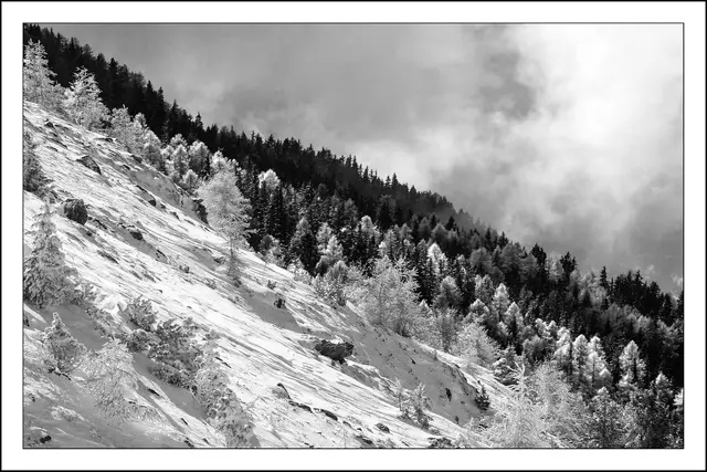 Mein wahres Steckenpferd in der Fotografie ist die SW- bzw. Monochromfotografie. Malen mit Licht liebe ich sehr. Die weißstrahlenden Bäume sind rot- gelb leuchtende Lärchen mit deren noch nicht abgeworfenen Nadeln bzw. von Schnee angezuckert.  | Foto: © by Ing. Günter Kramarcsik