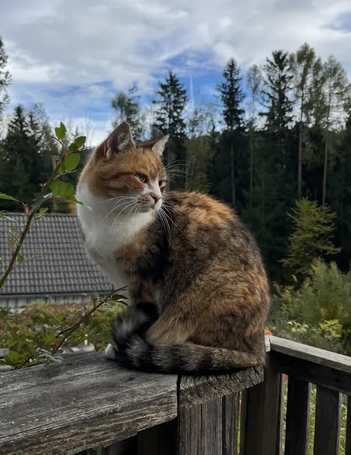 "Luchsi" und "Carla" suchen ein neues Zuhause.  | Foto: TSV Katzenjammer