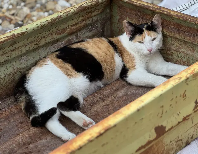 Sissi wird schmerzlich vermisst. | Foto: Handlbauer