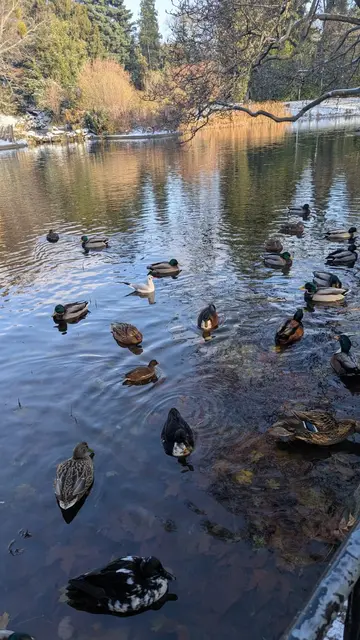 In den teils eingefrorenen Seen trieben sich Enten, eine Möwe und Teichhühner herum.  | Foto: Z.V.g.
