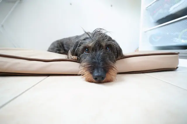 Die Hundehaltung wird in Warth um 10 Euro teurer. | Foto: Santrucek