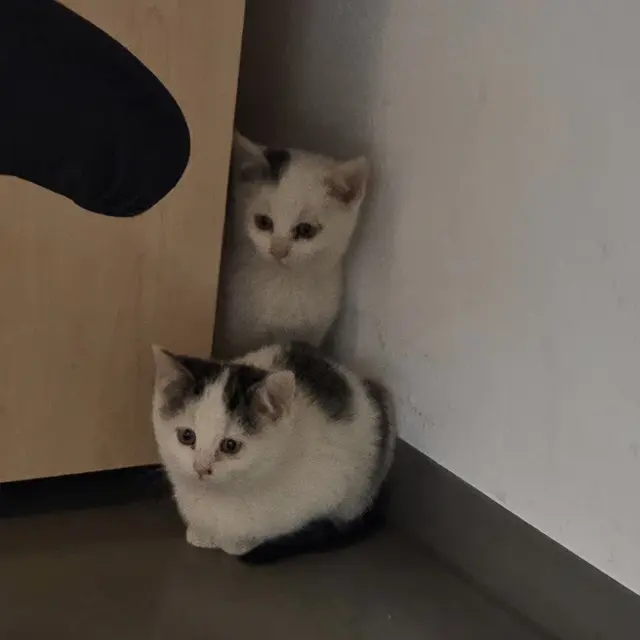 Die Kätzchen wurden vorerst zur Polizei nach Kremsmünster gebracht und danach ins Tierparadies übersiedelt. | Foto: Tierparadies Schabenreith | Hofner