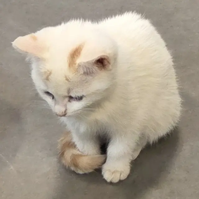 Die Kätzchen wurden vorerst zur Polizei nach Kremsmünster gebracht und danach ins Tierparadies übersiedelt. | Foto: Tierparadies Schabenreith | Hofner