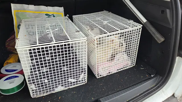 Die Kätzchen wurden vorerst zur Polizei nach Kremsmünster gebracht und danach ins Tierparadies übersiedelt. | Foto: Tierparadies Schabenreith | Hofner