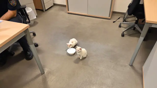 Foto: Tierparadies Schabenreith | Hofner