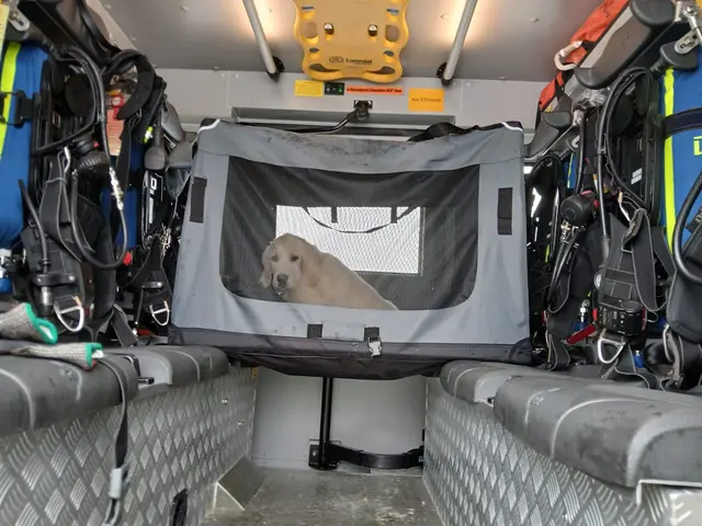 Hund Max leistete den Florianis aus St. Valentin im Rüstlöschfahrzeug Gesellschaft. | Foto: Bfkdo Amstetten/FF St. Valentin