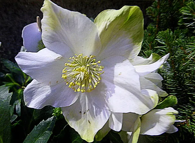 Alle Pflanzenteile der Schneerose sind giftig - Vergiftungssymptome sind Schwindel, Durchfall und Kollaps. Dennoch wird die Schneerose bereits seit Jahrhunderten in der Medizin eingesetzt 🌼 💖🌼
