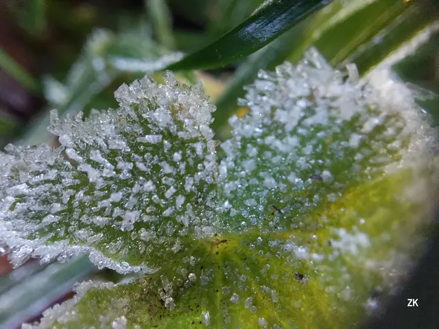 In Alterlaa sind kurz nach 8 Uhr die grünen Parkfleckerln angezuckert. Der Frost hat über Nacht auf sie kleine Eiskristalle gezaubert. Hier eine Nahaufmahme. | Foto: Zuzana Kobesova 2025