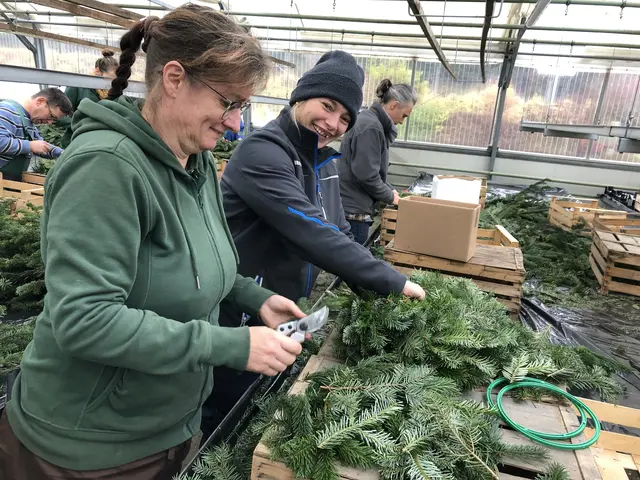 Floristinnen stellen einen individuellen Adventkranz in der Gärtnerei Friedenshort in Gallneukirchen zusammen. | Foto: Diakoniewerk