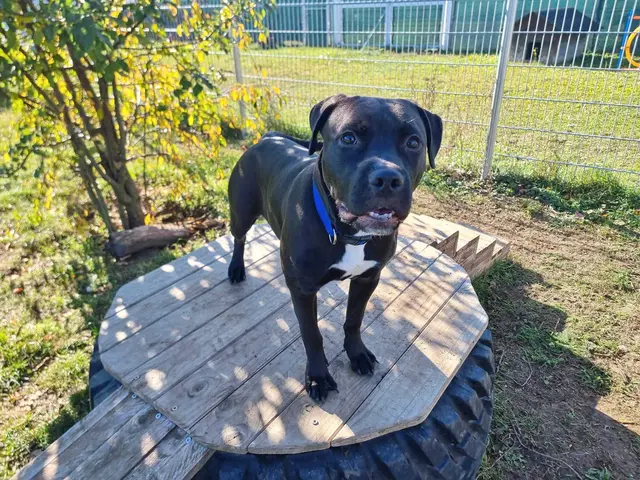 Mit Geduld, Liebe und der richtigen Anleitung wird sie sich zu einer wunderbaren Begleiterin entwickeln. | Foto: Tierheim Ternitz