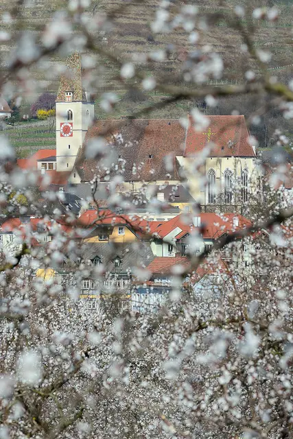 Marillenblüte in der Wachau | Foto: Gregor Semrad