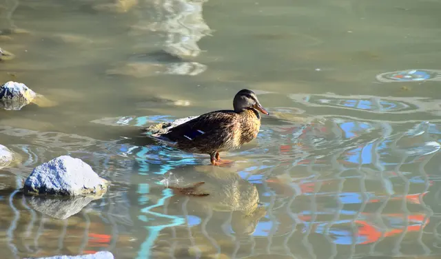 November-Moment am Neusiedlersee: Eine Ente genießt die ruhige Wasseroberfläche. Natur pur im spätherbstlichen Burgenland!  | Foto: Erwin Hartmann