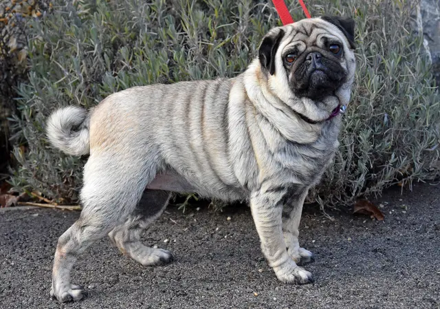 Strengere Regeln für Qualzuchten, Sachkundenachweise und mehr kommen auf Tierhalterinnen und Tierhalter zu. | Foto: Privat