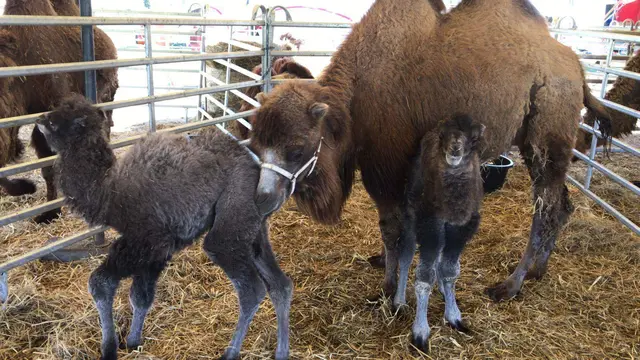 Kamele im Circus Alex Kaiser gehören zur Zirkusfamilie | Foto: circus kaiser