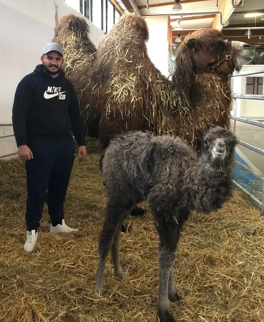 Meiwen Kaiser mit dem Kamel-Jungtier | Foto: Circus Alex Kaiser