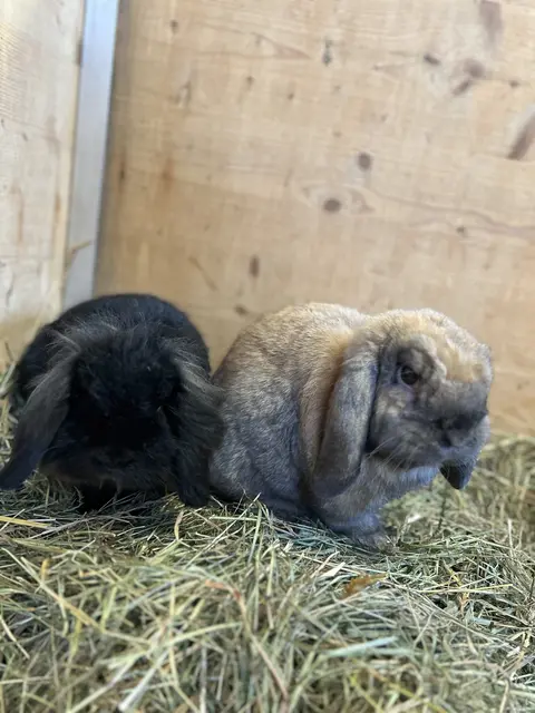 Zu Ostern werden hin und wieder Kaninchen und Hasen verschenkt – und landen nicht selten auf Tierschutzhöfen. | Foto: Pfotenhilfe