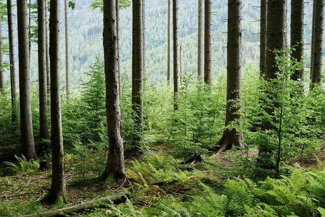Die Entscheidung der EU-Parlaments, das Inkrafttreten des Entwaldungsgesetzes zu verschieben, schlägt auch in der Steiermark hohe Wellen. | Foto: M. Glassner