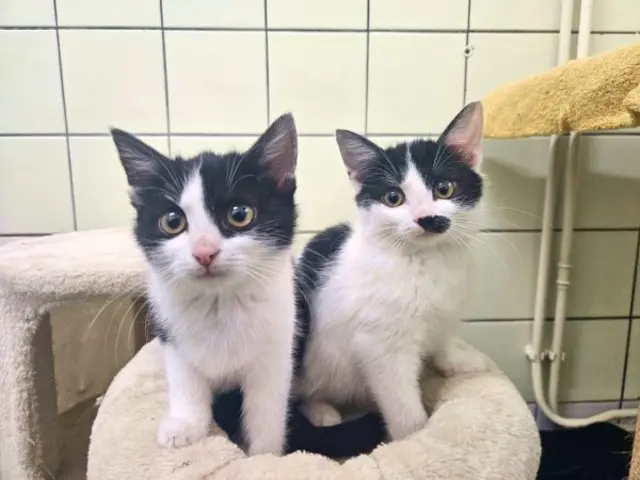 Suchen ein neues Heim: Die beiden Kätzchen Scala und Octavia wollen unbedingt zusammen bleiben. | Foto: Tierschutzverein St. Pölten / TSV STP