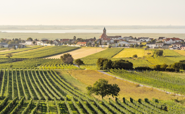 Die Marktgemeinde Jois an der nördlichen Spitze vom Neusiedler See ist von traumhaften Landschaften geprägt. | Foto: Leidenfrostova
