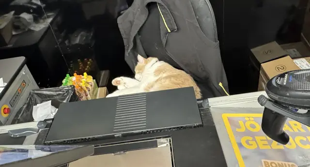 Einkaufen einmal anders: Kater Harry schläft am liebsten am Kassasessel der Supermarktfiliale seines Vertrauens. | Foto: Ritzberger