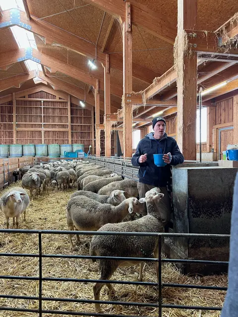 Im Schafstall leben derzeit 70 Milchschafe. | Foto: Jungbauern