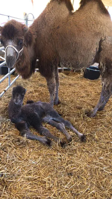 Das Kamel-Jungtier | Foto: circus kaiser