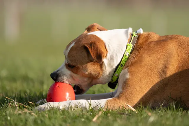 Louis landete kurz nach Weihnachten in der Pfotenhilfe. | Foto: Pfotenhilfe