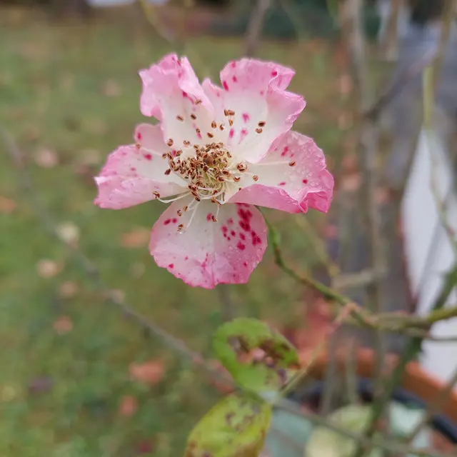...ein Gartenrundgang hält noch blumige Überraschungen bereit - und das, am 17. November...😍 | Foto: Monika Petanovitsch 