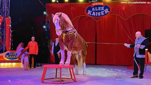 Direktor Kaiser mit Pferd | Foto: circus kaiser