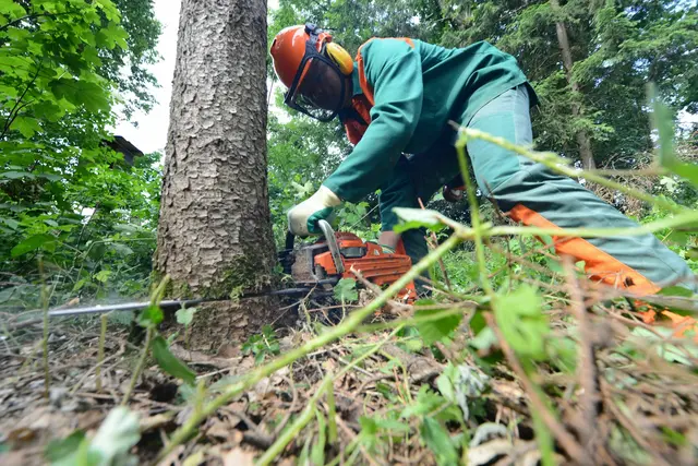 Die EU will mit einer neuen Verordnung den weltweiten Verlust von Waldflächen eindämmen.  | Foto: Röbl
