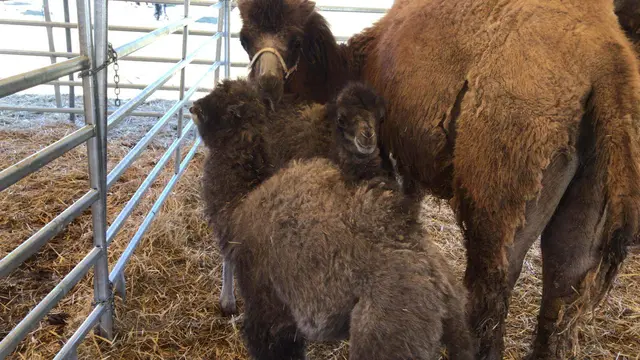 Kamele im Circus Alex Kaiser gehören zur Zirkusfamilie | Foto: circus kaiser