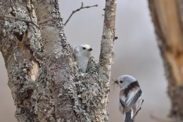 Vögel wie die Schwarzmeise bauen ihre Nester aus Flechten. | Foto: Adobe Stock