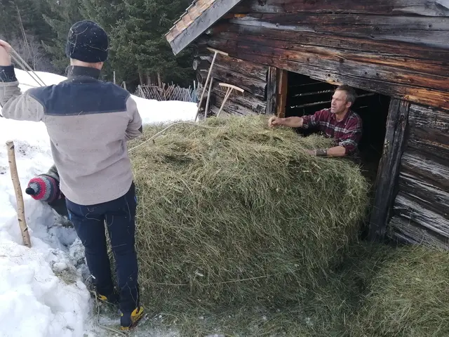 Erst wird das Heu auf die alten Holzschlitten – die „Ferggl“ – geschichtet, verdichtet, verschnürt und mit einem Holzstück – dem „Wiesbam“ – fixiert.  | Foto: Juliane Streicher