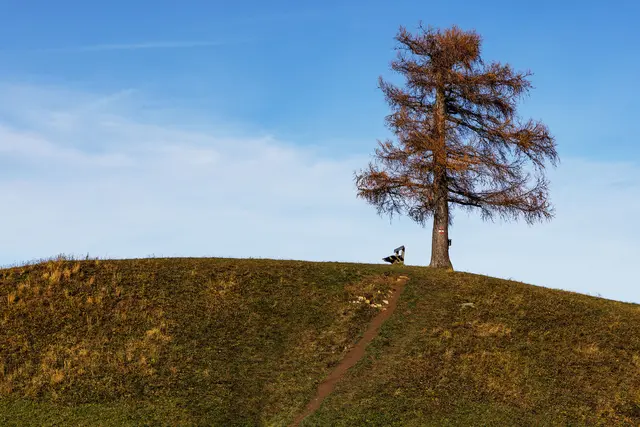 Lärche am Grillparz | Foto: Bernhard Roidinger