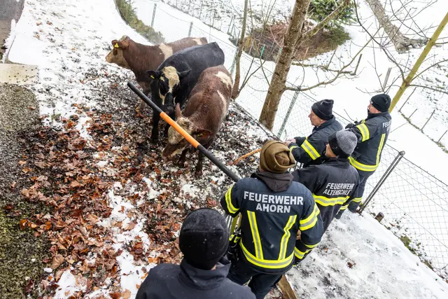 Zehn Rinder konnten bereits wieder nach Hause gebracht werden. | Foto: Fotokerschi/Flanz Plechinger