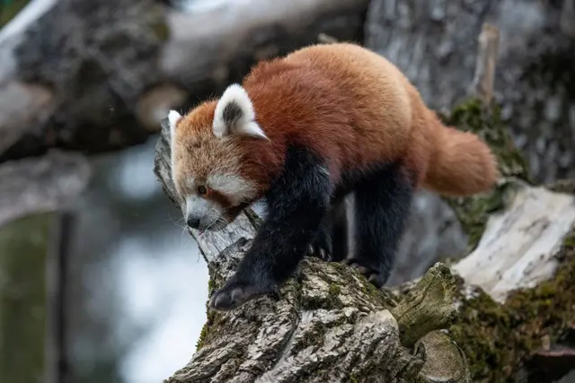 Kein Winterschlaf im Zoo Schmiding: In Krenglbach werden einige Tierarten gerade jetzt besonders aktiv. | Foto: Zoo Schmiding / Sterns