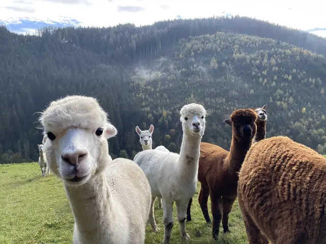 Die Alpakas vom Wieserhof freuen sich über einen Besuch. | Foto: Julia Gerold