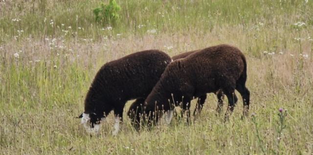 In der Marktgemeinde Ebenthal sorgen seit Kurzem ungewöhnliche Helfer für Aufmerksamkeit: Zwei Schafe unterstützen das Gemeindeteam bei der Pflege des Hochwasserschutzbeckens “Am Lissfeld”.  | Foto: Ebenthal
