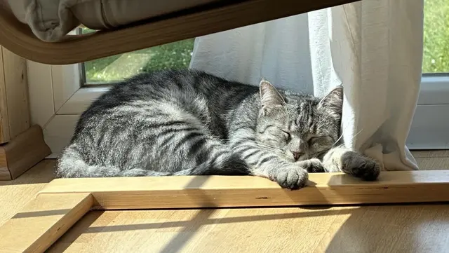 Die zweijährige Luna wurde angeschossen. | Foto: privat