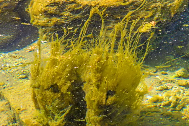 Wasserwuschelkopf aus dem Jägersee