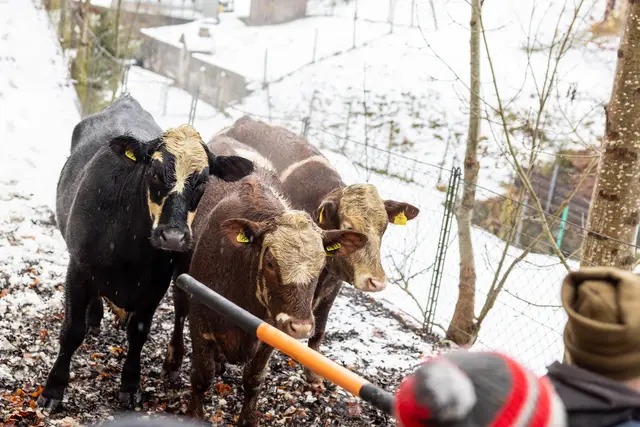 Foto: Fotokerschi/Flanz Plechinger