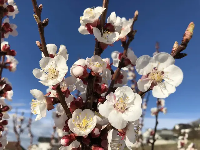 Auch in Villach sind die Kirschzweige hoch im Kurs. | Foto: Désirée Tinhof