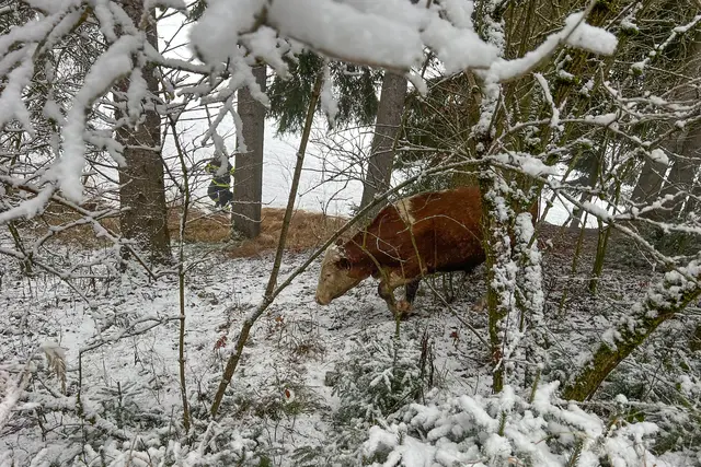 Foto: Fotokerschi/Flanz Plechinger