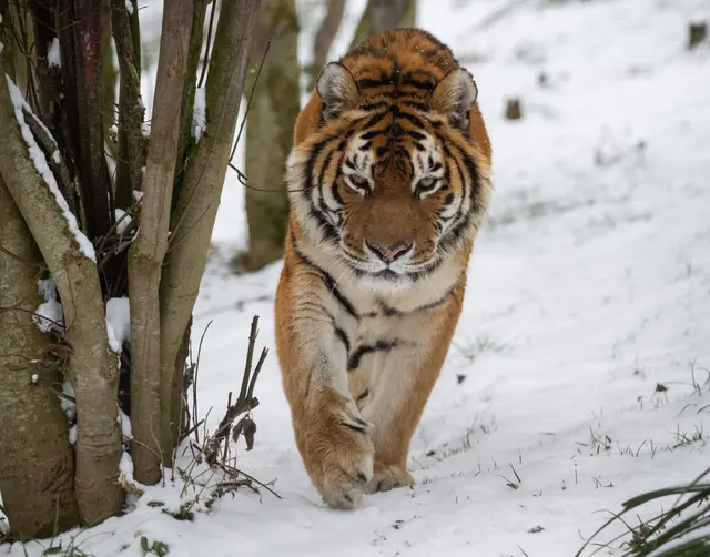 Kein Winterschlaf im Zoo Schmiding: In Krenglbach werden einige Tierarten gerade jetzt besonders aktiv. | Foto: Zoo Schmiding / Sterns