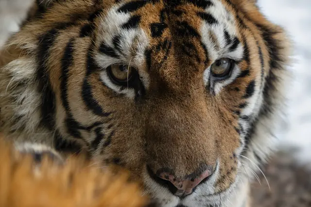 Kein Winterschlaf im Zoo Schmiding: In Krenglbach werden einige Tierarten gerade jetzt besonders aktiv. | Foto: Zoo Schmiding / Sterns