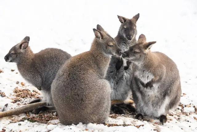Kein Winterschlaf im Zoo Schmiding: In Krenglbach werden einige Tierarten gerade jetzt besonders aktiv. | Foto: Zoo Schmiding / Sterns