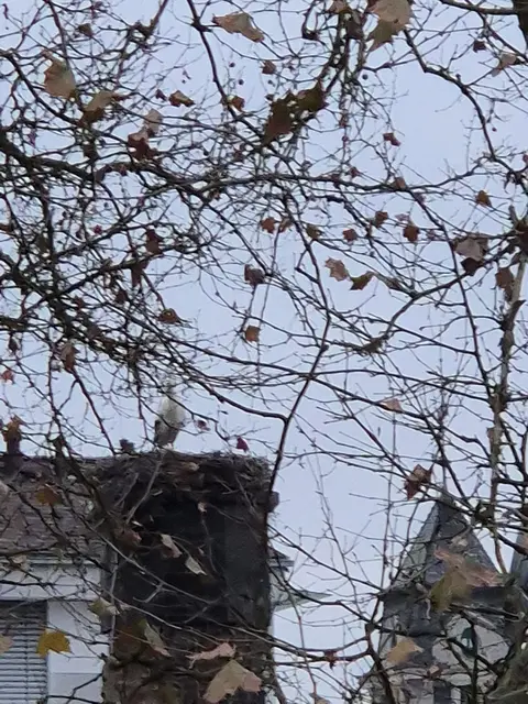 Ungewöhnlich: Der "Horst" in Leibnitz wird derzeit von Fremdstörchen aus Deutschland besetzt. | Foto: MeinBezirk
